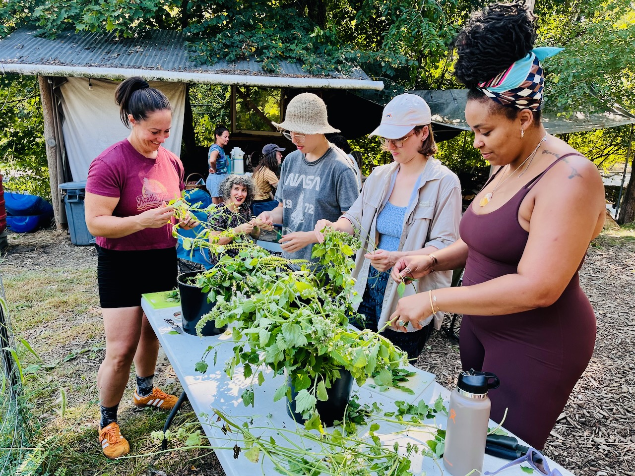 2024 Wild Cherries making medicine from a bumper crop of anise hyssop and tulsi at the Garfield Community Farm