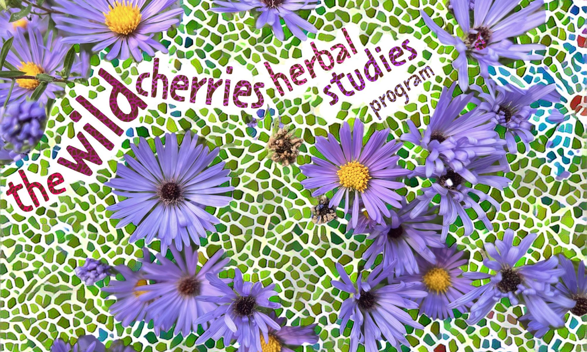 Purple and yellow new england aster blooms on a green mosaic background, laced through with the text "the wild cherries herbal studies program"